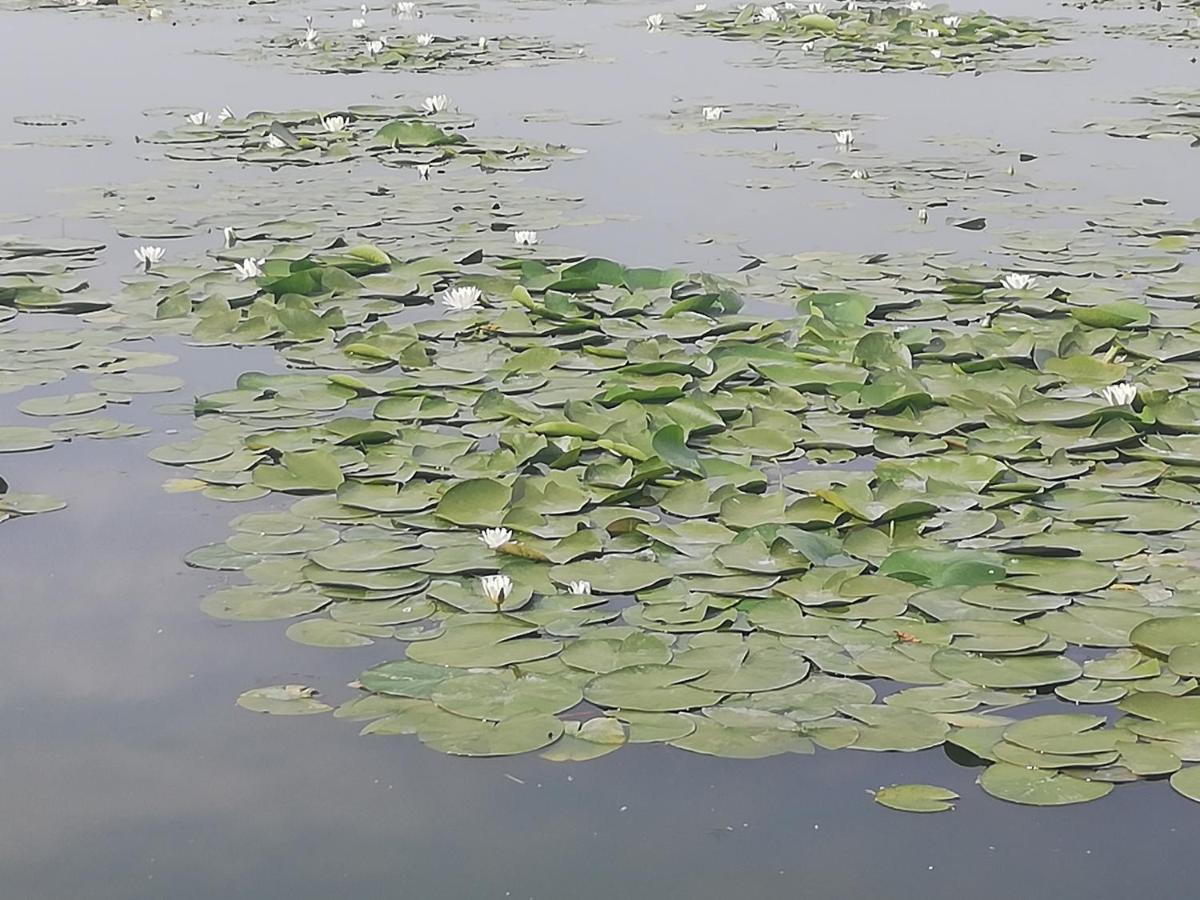 Pensiunea Scoika Steaguri Neptun Exteriör bild